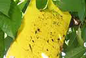 养花种草系列24：如何预防及消灭果蝇