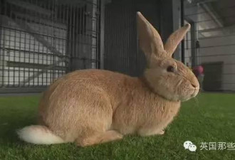 巨兔求主人：体长1米3 1年吃千根萝卜