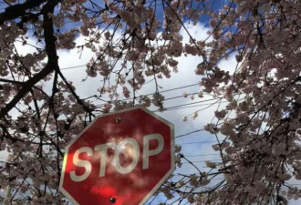 苦逼的多伦多人民：看看温哥华春天吧