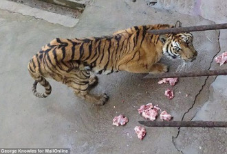 广西一动物园老虎被活活饿死制壮阳酒