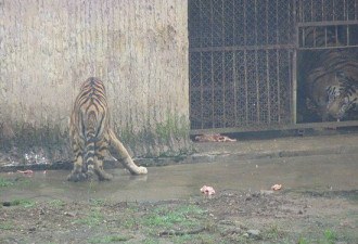 广西一动物园老虎被活活饿死制壮阳酒