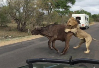 惊险！游客南非公园偶遇狮子捕食水牛