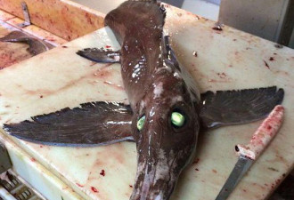 加国长鼻绿眼带翅膀怪鱼 是长吻银鲛