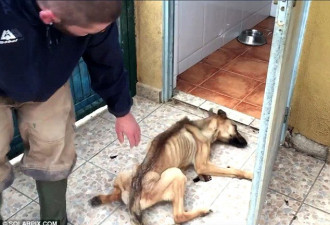 震惊！一只流浪狗被救7周前后对比照