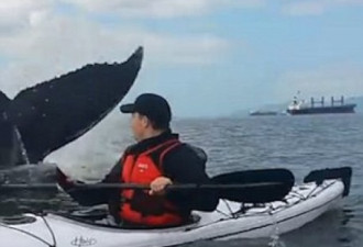 他在英吉利湾划独木舟 遇上大鲸鱼！