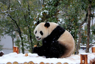 雄性苦等十天 大熊猫野外交配罕见一幕