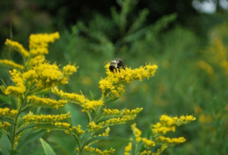 嗡嗡嗡…多伦多将成加国第一个蜜蜂城