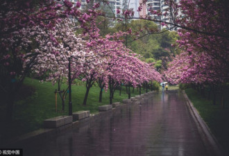 “上海最美50米”，路旁樱花雨后绽放