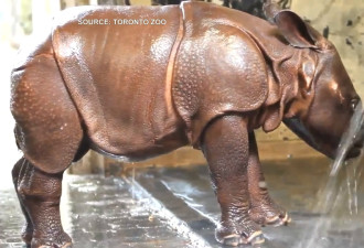 多市动物园 向公众征求犀牛宝宝名字