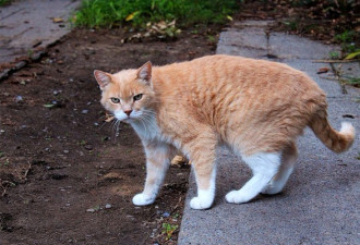 关于多伦多街头的流浪猫 你知道多少？