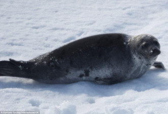 加拿大渔民残忍猎杀海豹画面引发争议