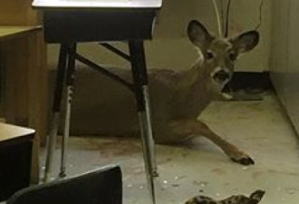 这事只有在加拿大：小鹿破窗跳进教室