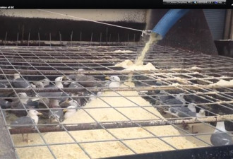 保护组织放飞从豆腐渣中救出的62只海鸥