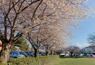 温哥华已经春暖花开，满城尽是樱花飞