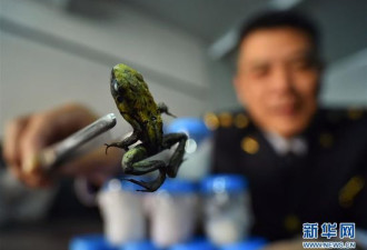 北京截获毒性最强物种之一：箭毒蛙活体
