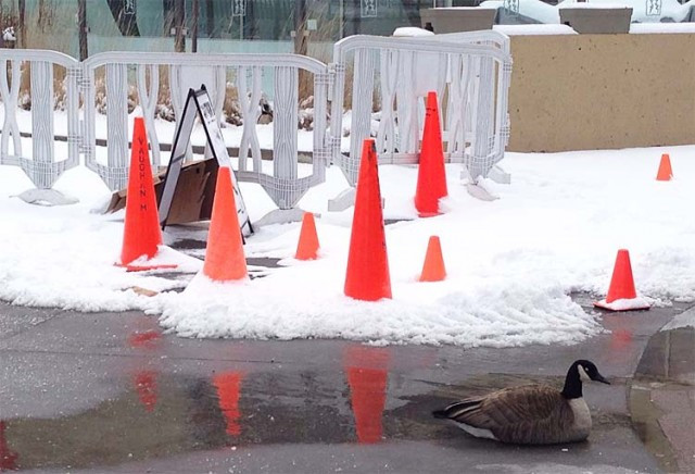 Geese outside Vaughan Mills Mall