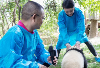 萌态十足惹人爱 周迅和小熊猫们亲密玩耍