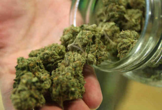 大麻合法化：是规管还是混乱？