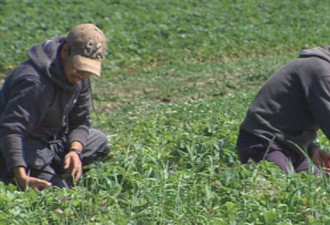 一些外国季节工在加拿大农场的遭遇