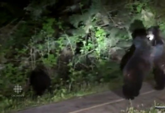 加拿大 BC 省：居民区出现 3头小黑熊