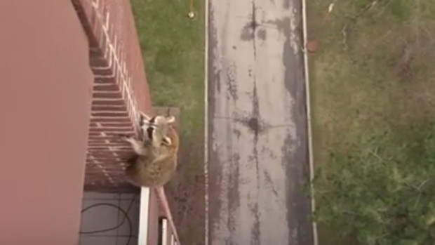 Raccoon scales building