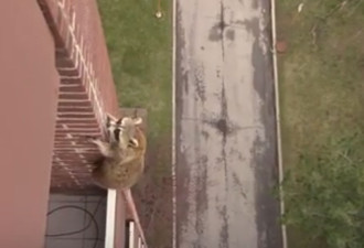 浣熊成仙了 竟能从10楼阳台爬下逃走
