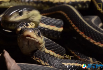 胆小莫入：加拿大现世界上最大群蛇乱舞景象
