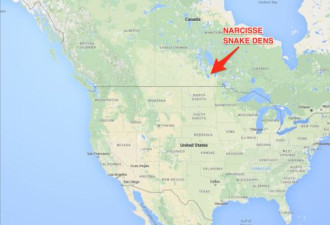 胆小莫入：加拿大现世界上最大群蛇乱舞景象