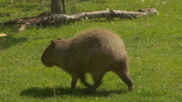 chewy the capybara