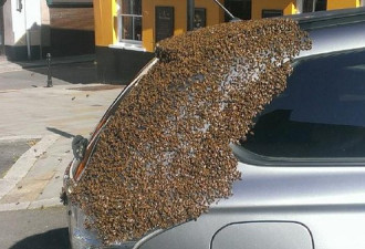 蜂后被困在车内 两万只蜜蜂围攻汽车