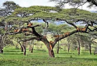 坦桑尼亚奇观 狮子扎堆集体树上小憩