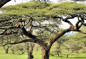 坦桑尼亚奇观 狮子扎堆集体树上小憩