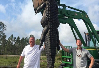 佛罗里达捕获4.5米巨鳄 曾在农场吃牛