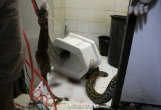 马桶钻出3.5米巨蟒咬下体 男子血流满地