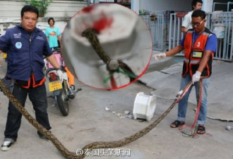 马桶钻出3.5米巨蟒咬下体 男子血流满地