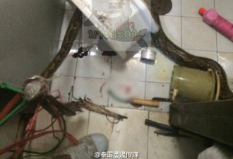 马桶钻出3.5米巨蟒咬下体 男子血流满地