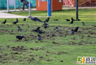温哥华的乌鸦最近“疯”了 每天袭击200人