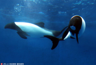 你见过吗？日本水族馆迎来熊猫海豚