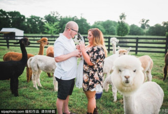 男子向女友求婚 羊驼抢镜令人忍俊不禁