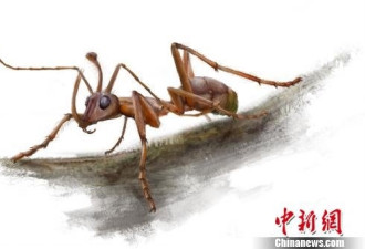 中国发现亿年前独角蚁 头长犄角震惊专家