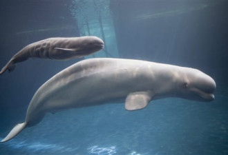 100年间圣劳伦斯河口的白鲸减少90%