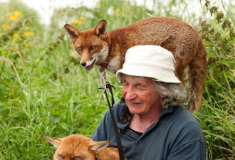 3只狐狸获救后不愿离开 和老人一起生活