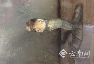 巨型眼镜王蛇潜入村民家咬死猪 3米长胳膊粗
