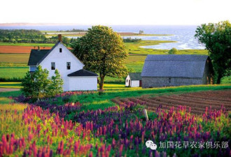 加国51花草蔬菜苗交换暨春游聚餐邀请