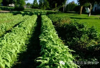 加国51花草蔬菜苗交换暨春游聚餐邀请