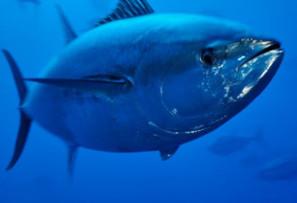 加州华人连钓3条百磅蓝鳍金枪鱼 可享一年美味