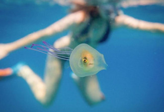 小鱼游进水母体内奇观：藏身水母寻求保护