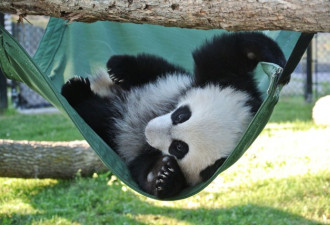 多伦多动物园熊猫八个月大了 萌态可人爱上吃竹子