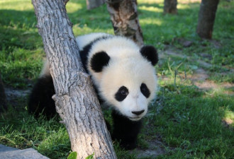 多伦多动物园熊猫八个月大了 萌态可人爱上吃竹子