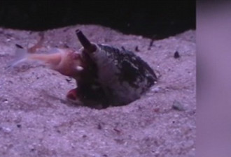 海螺伸出粉色毒牙 一口气活吞整条鱼